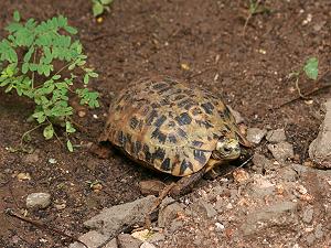 Schildkröten Kenia