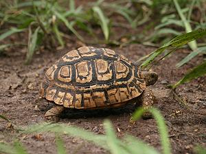 Schildkröten Kenia