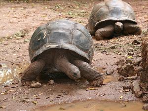 Schildkröten Kenia