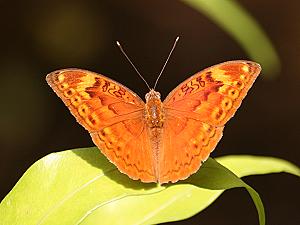Kenia Schmetterling