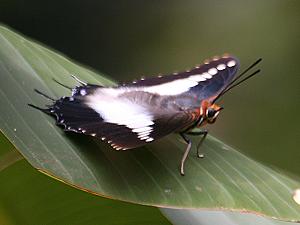 Kenia Schmetterling