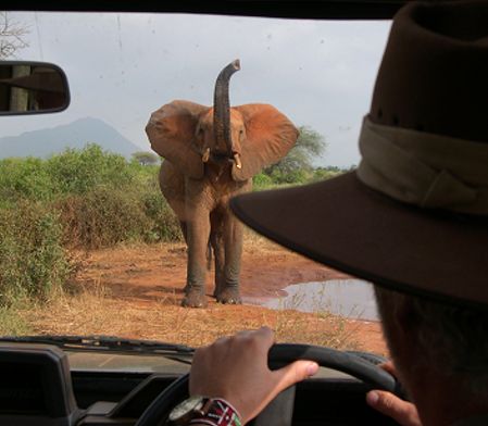 bushsafari